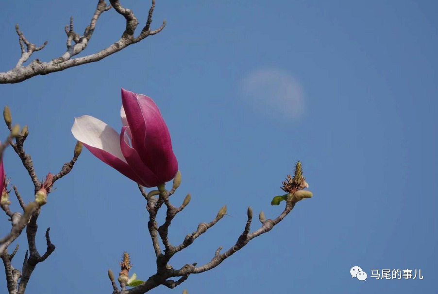 马尾很美的春天都在这些地儿~快看这份赏花地图！