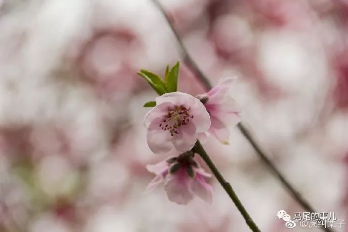 马尾很美的春天都在这些地儿~快看这份赏花地图！