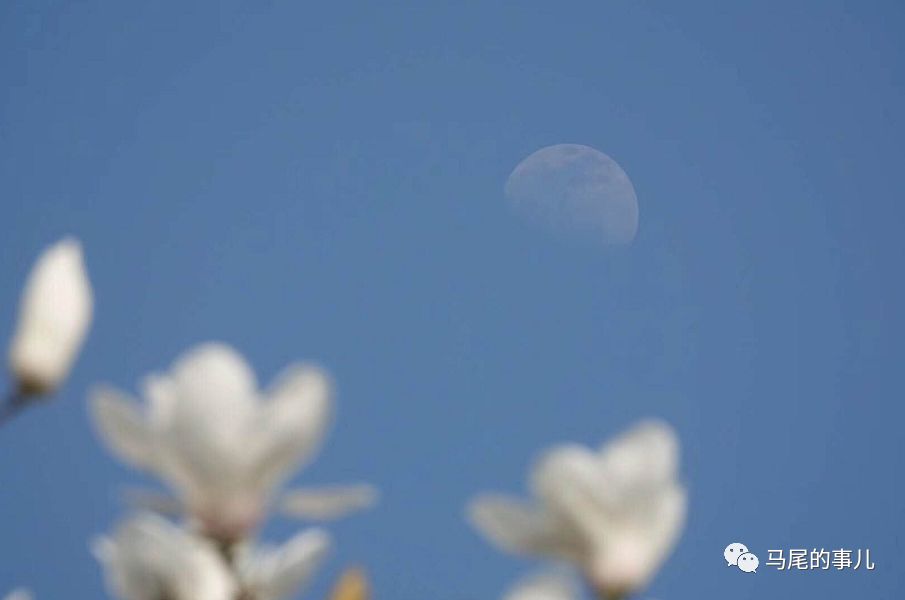 马尾很美的春天都在这些地儿~快看这份赏花地图！